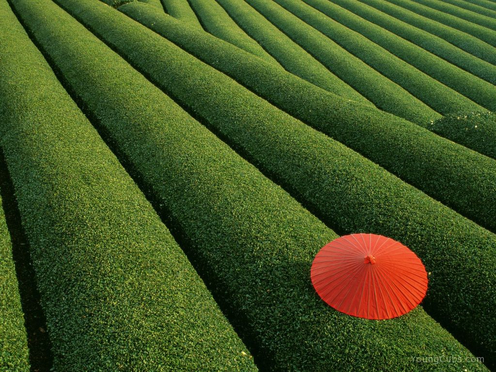 Tea Fields, Japan